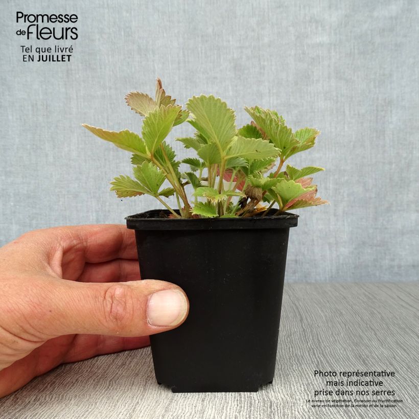 Esemplare di Potentilla atrosanguinea - Cinquefoglia Vasetto da 8/9 cm consegnato in estate