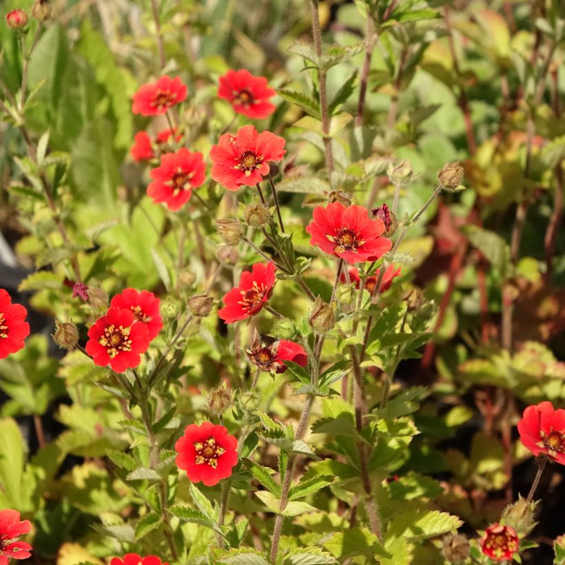 Potentilla Gibson's Scarlet (Fioritura)