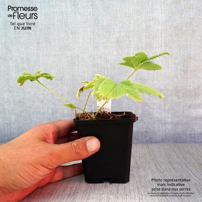 Esemplare di Potentilla William Rollisson Vasetto da 8/9 cm consegnato in estate