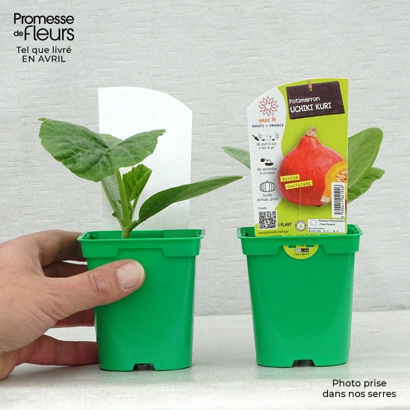 Zucca Uchiki-Kuri (piante) Vaso da Ø 10 cm/11 cm esemplare consegnato in primavera