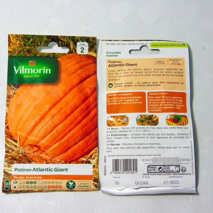 Esempio di esemplare Zucca gigante Atlantic Giant - Vilmorin sacchetto di semi 18 (3g) come consegnato
