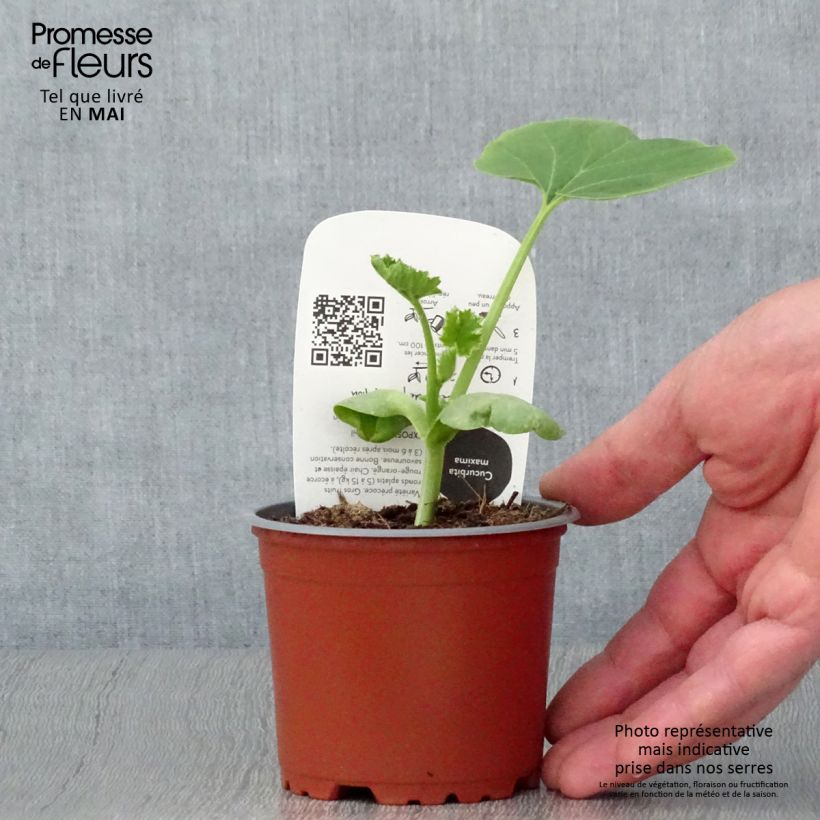 Zucca Rosso vivo di Etampes Bio Vaso da Ø 10 cm/11 cm esemplare consegnato in primavera