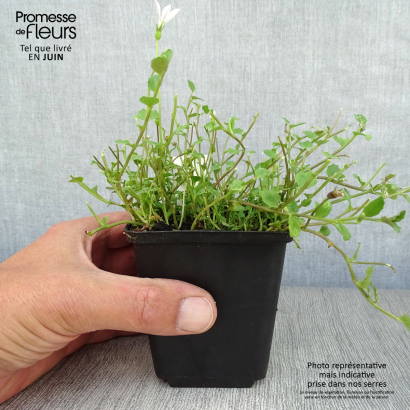 Esemplare di Pratia angulata Vasetto da 8/9 cm consegnato in estate