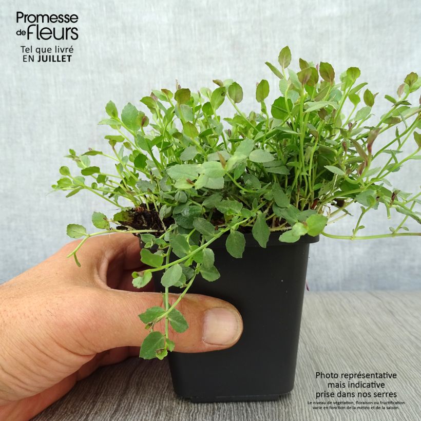 Esemplare di Pratia pedunculata County Park Vasetto da 8/9 cm consegnato in estate
