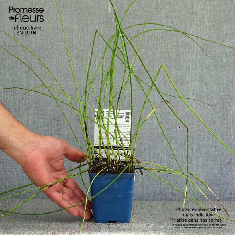 Esemplare di Equisetum fluviatile - Equiseto fluviatile Vasetto da 8/9 cm consegnato in estate