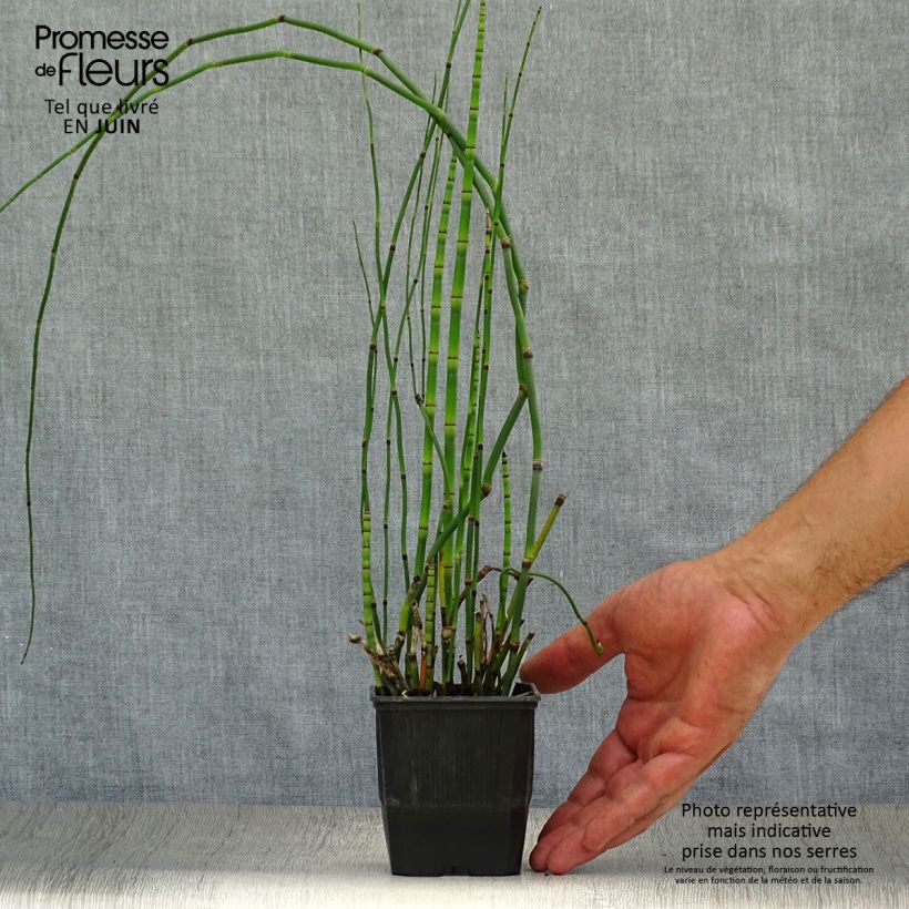 Esemplare di Equisetum hyemale - Equiseto invernale Vasetto da 8/9 cm consegnato in estate