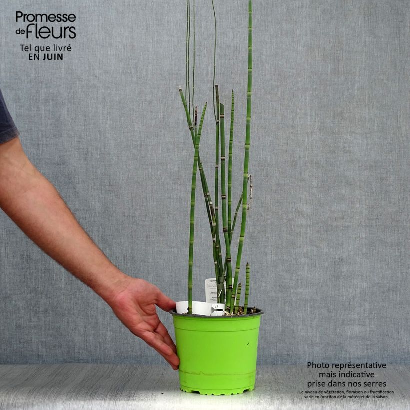 Esemplare di Equisetum hyemale - Equiseto invernale Vaso da 2L/3L consegnato in estate