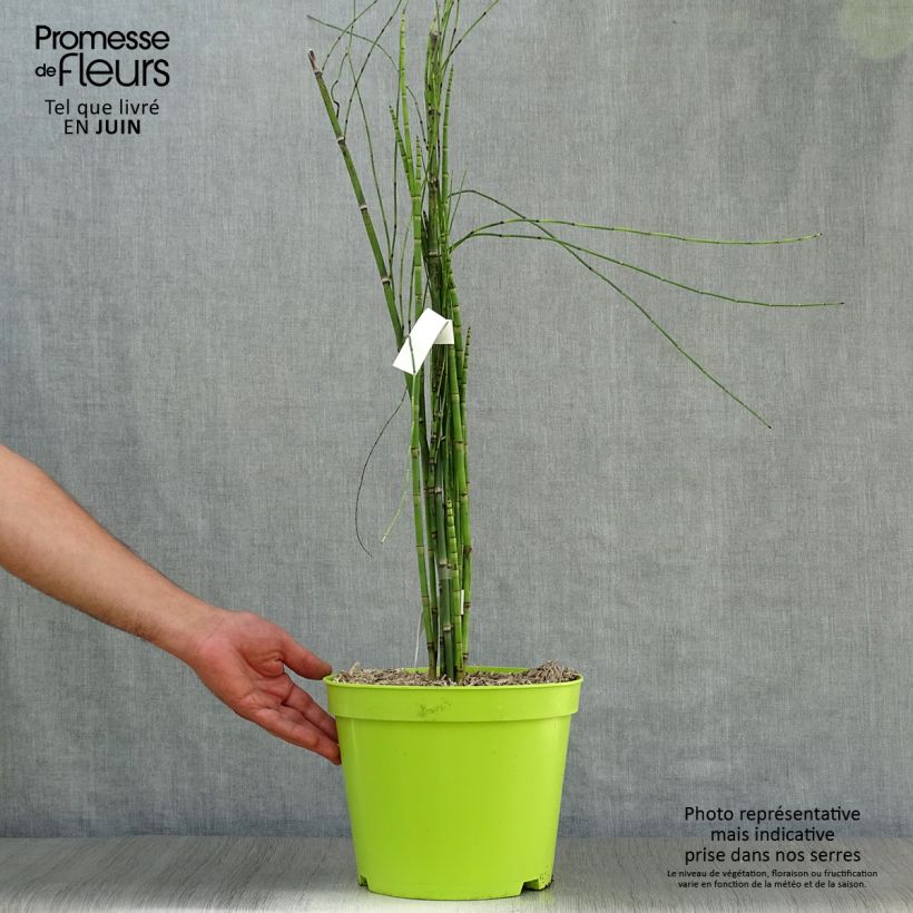 Esemplare di Equisetum hyemale - Equiseto invernale Vaso da 7,5L/10L consegnato in estate