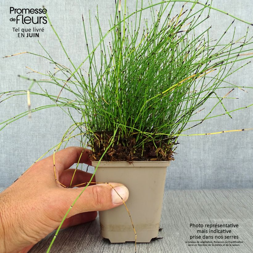 Esemplare di Equisetum scirpoides - Equiseto nano Vasetto da 8/9 cm consegnato in estate