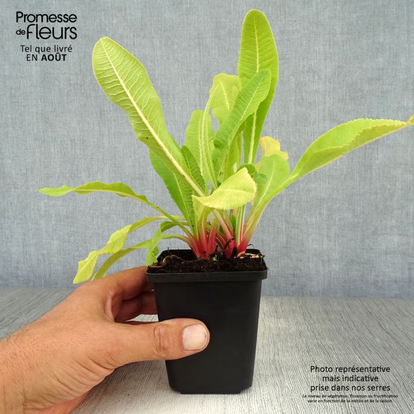 Esemplare di Primula denticulata Alba Vasetto da 8/9 cm consegnato in estate