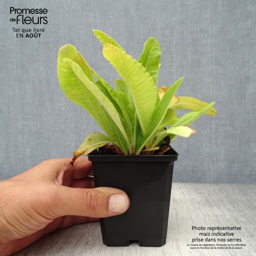 Esemplare di Primula denticulata Cashmeriana Vasetto da 8/9 cm consegnato in estate