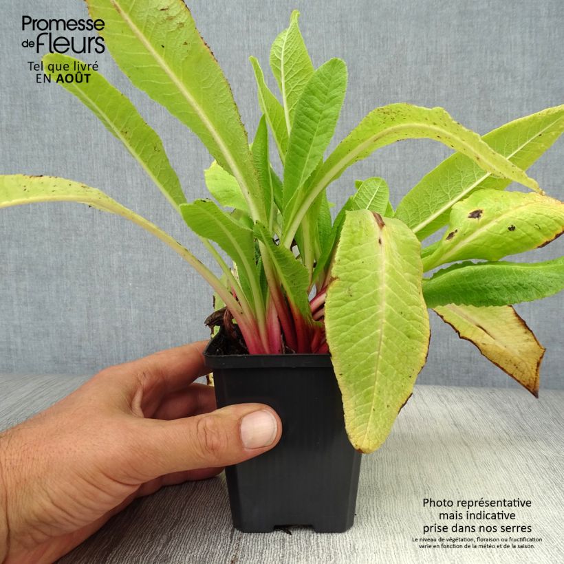 Esemplare di Primula denticulata Rubin Vasetto da 8/9 cm consegnato in estate