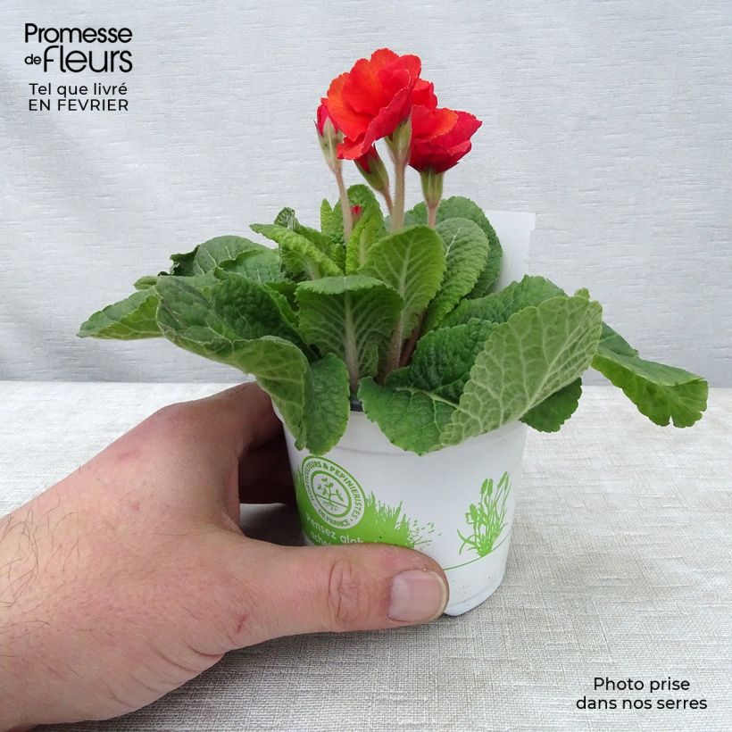 Primula eliator Cottage Shades - Primula maggiore Vasetto da 8/9 cm esemplare consegnato in inverno