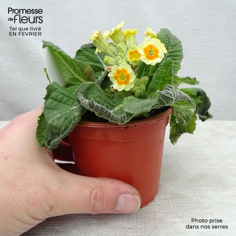 Primula eliator Cream Orange Eye - Primula maggiore Vasetto da 8/9 cm esemplare consegnato in inverno