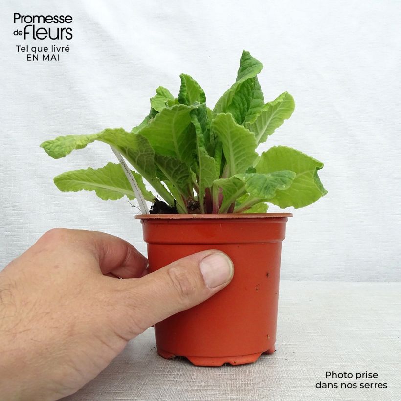 Primula eliator Cream Orange Eye - Primula maggiore Vasetto da 8/9 cm esemplare consegnato in primavera