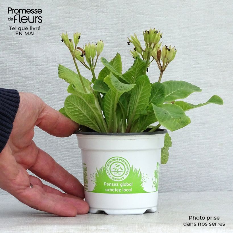 Primula eliator Mister Gold Laced - Primula maggiore Vasetto da 8/9 cm esemplare consegnato in primavera