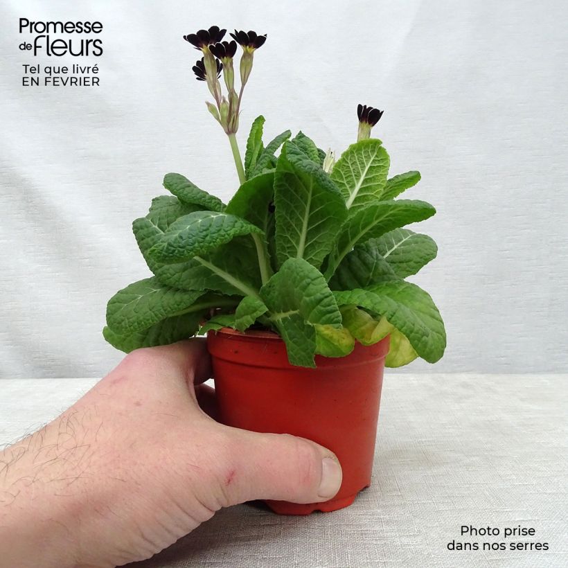 Primula eliator Mister Silver Laced - Primula maggiore Vasetto da 8/9 cm esemplare consegnato in inverno