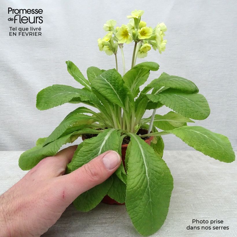 Primula eliator Veristar Lemon - Primula maggiore Vasetto da 8/9 cm esemplare consegnato in inverno