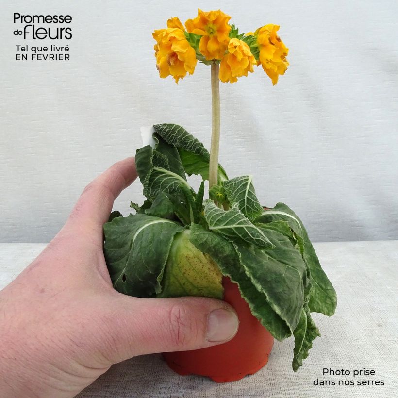 Primula eliator Veristar Yellow Gold - Primula maggiore Vasetto da 8/9 cm esemplare consegnato in inverno