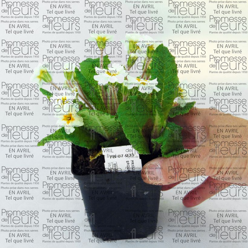 Esempio di esemplare Primula Mr Brouart Vasetto da 8/9 cm come consegnato