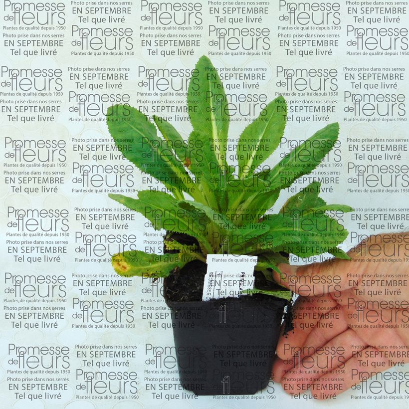 Esempio di esemplare Primula secundiflora Vasetto da 8/9 cm come consegnato