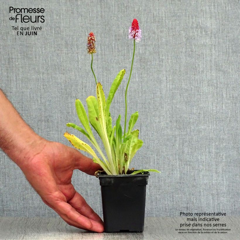 Esemplare di Primula vialii Vasetto da 7/8 cm consegnato in estate