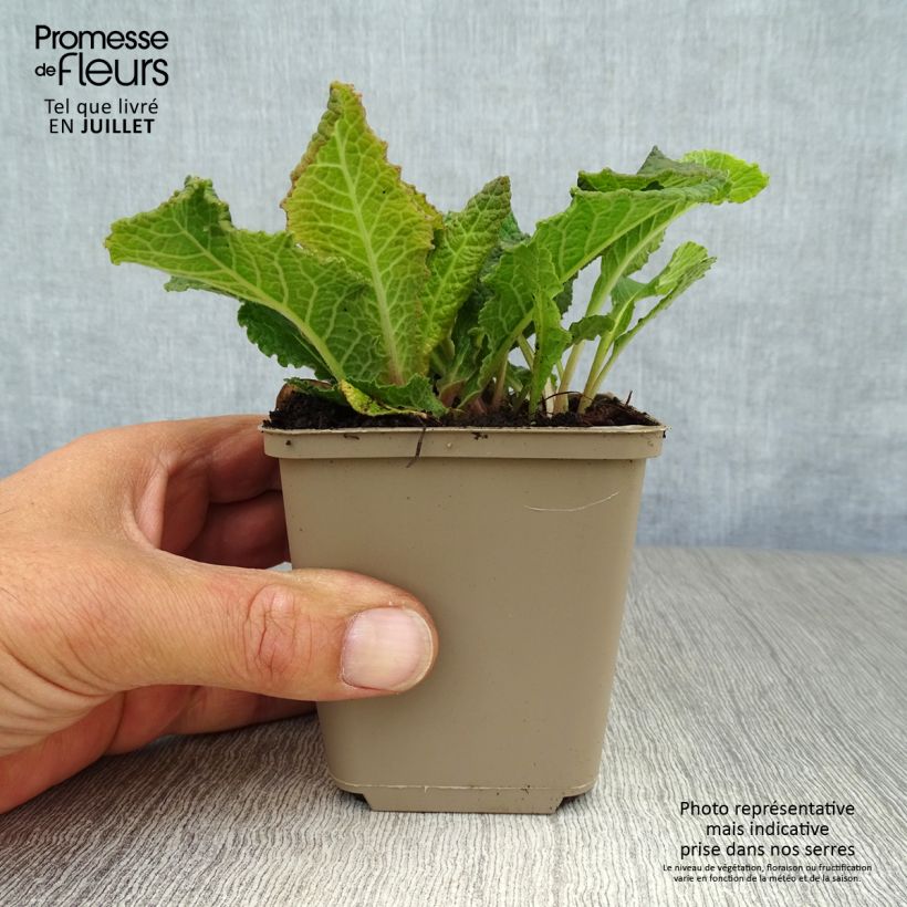 Esemplare di Primula Strong Beer Vasetto da 8/9 cm consegnato in estate