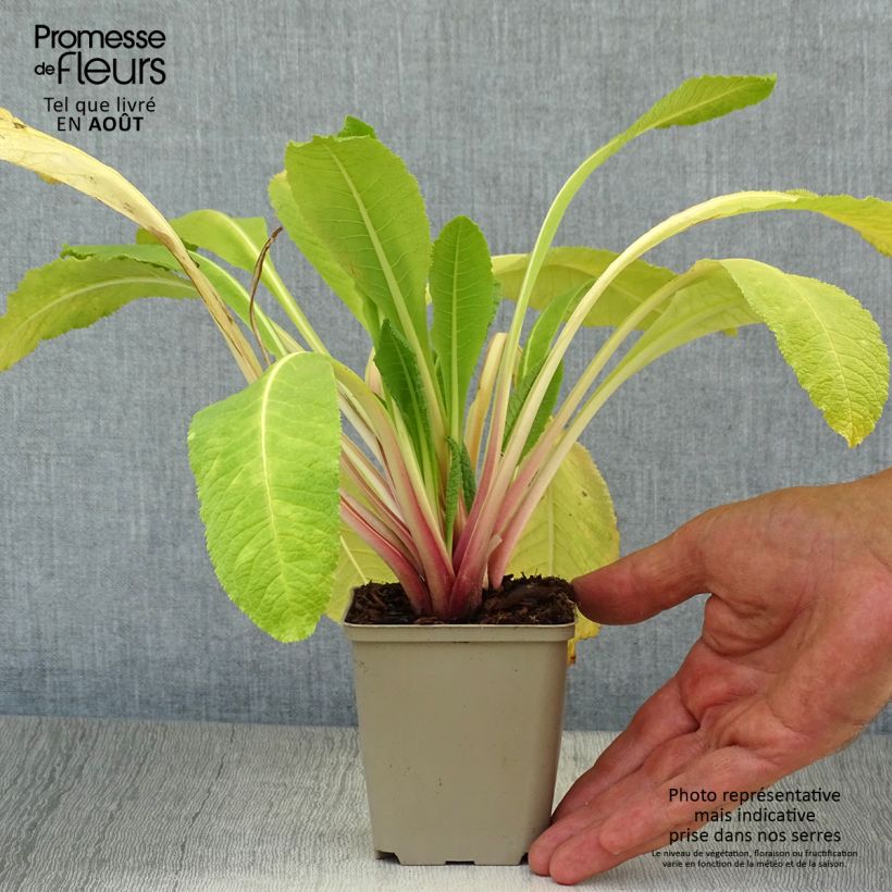 Esemplare di Primula bulleyana Vasetto da 8/9 cm consegnato in estate