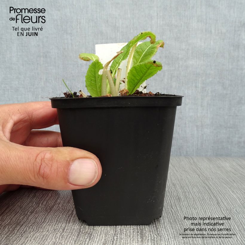 Esemplare di Primula japonica Alba - Primula giapponese Vasetto da 8/9 cm consegnato in estate