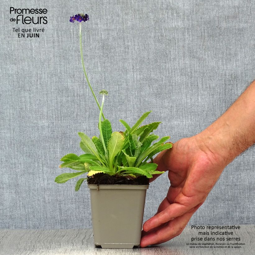 Esemplare di Primula capitata subsp. mooreana Vasetto da 8/9 cm consegnato in estate