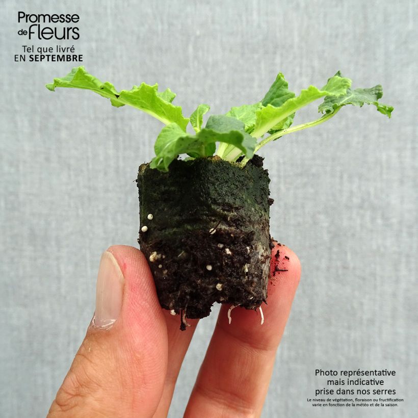 Esemplare di Primula Belarina Amethyst Ice mini zolla... come consegnato in autunno