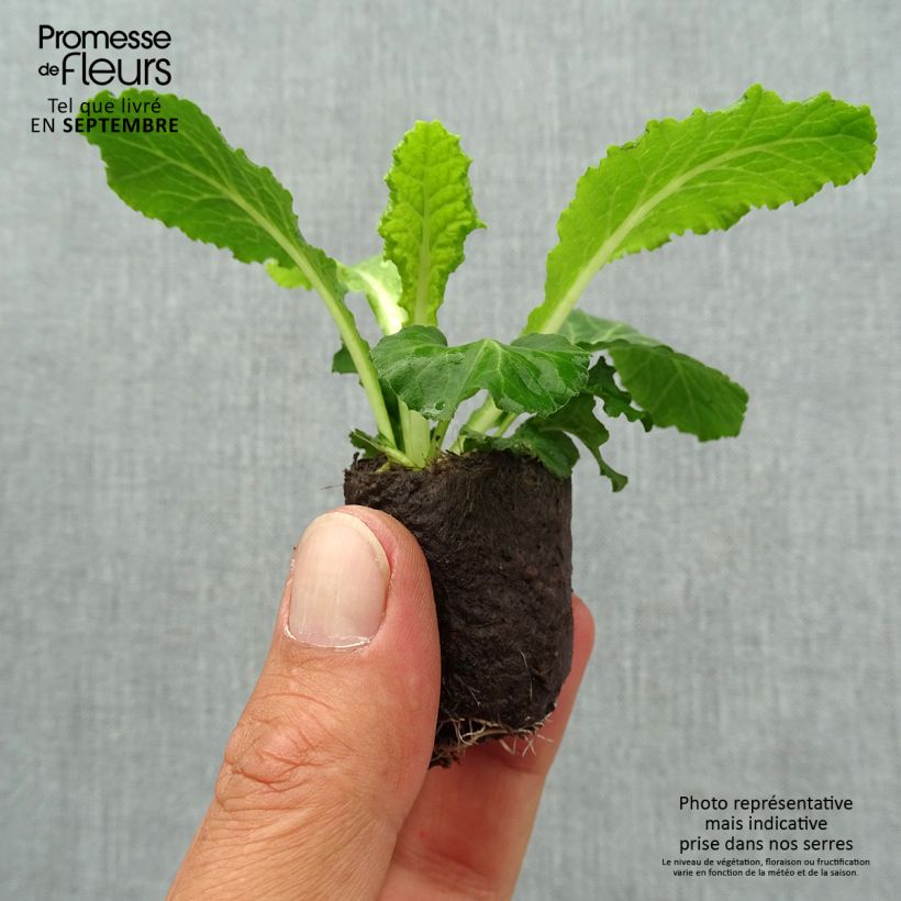 Esemplare di Primula Belarina Baltic Blue mini zolla... come consegnato in autunno