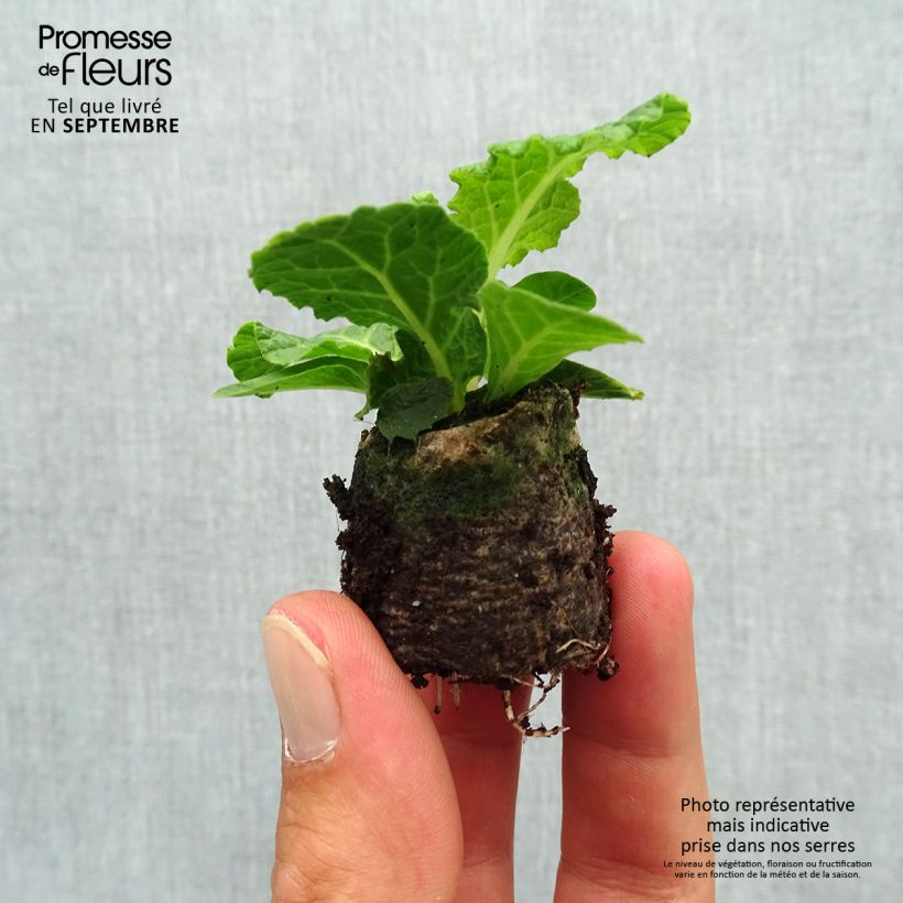 Esemplare di Primula Belarina Pink Champagne mini zolla... come consegnato in autunno