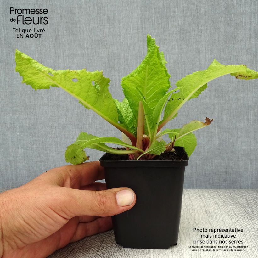 Esemplare di Primula japonica Millers Crimson - Primula giapponese Vasetto da 8/9 cm consegnato in estate