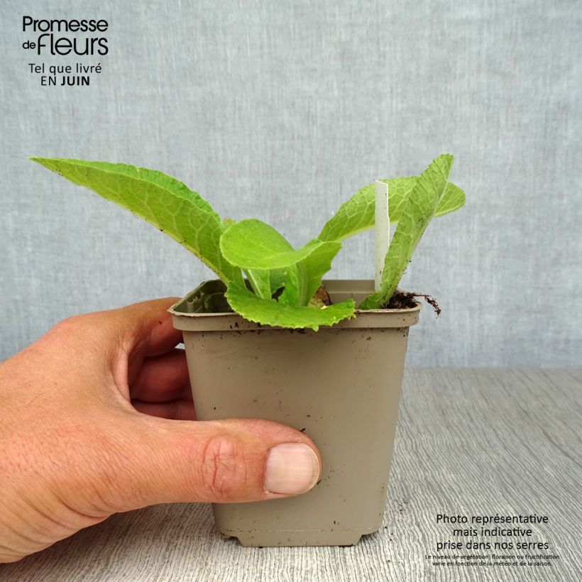 Esemplare di Primula elatior double Rubens - Primula maggiore Vasetto da 8/9 cm consegnato in estate