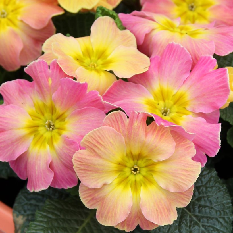 Primula Chameleon F1 (Fioritura)
