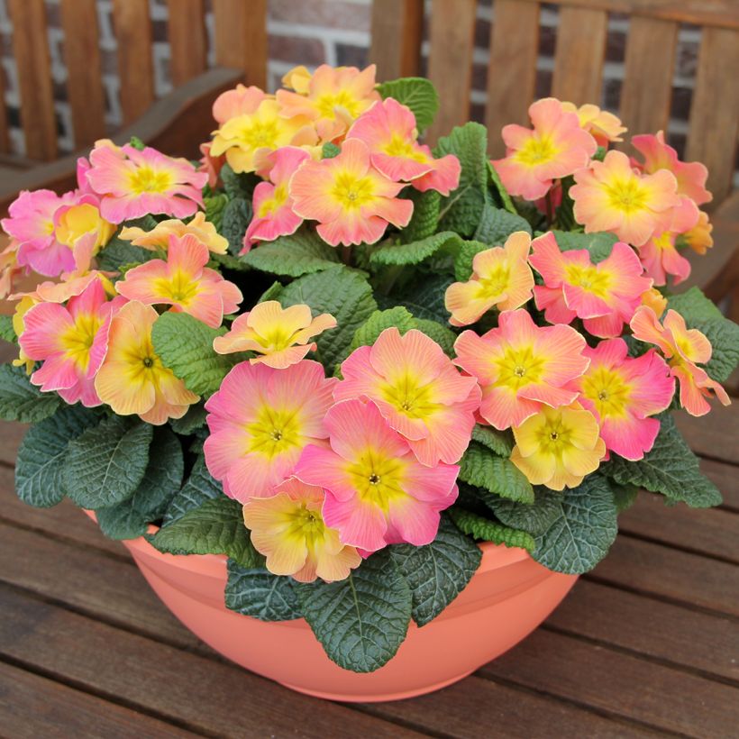 Primula Chameleon F1 (Porto)