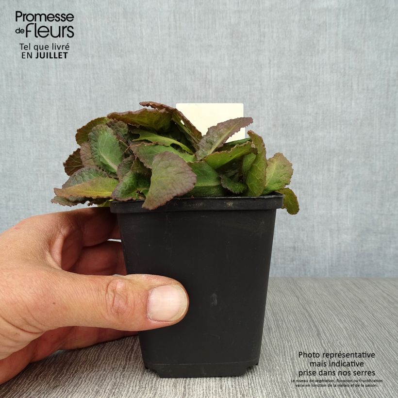 Esemplare di Primula polyanthus Dark Rosaleen Vasetto da 8/9 cm consegnato in estate