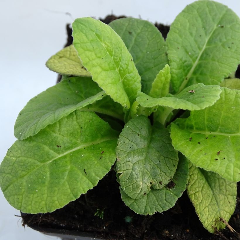 Primula polyanthus Oak Leaf Yellow Picotee (Fogliame)