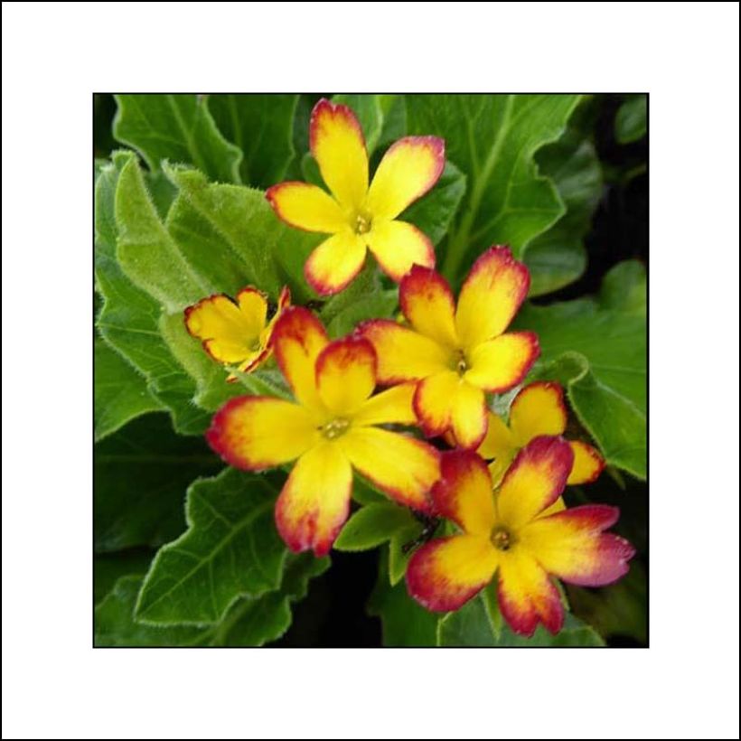 Primula polyanthus Oak Leaf Yellow Picotee (Fioritura)
