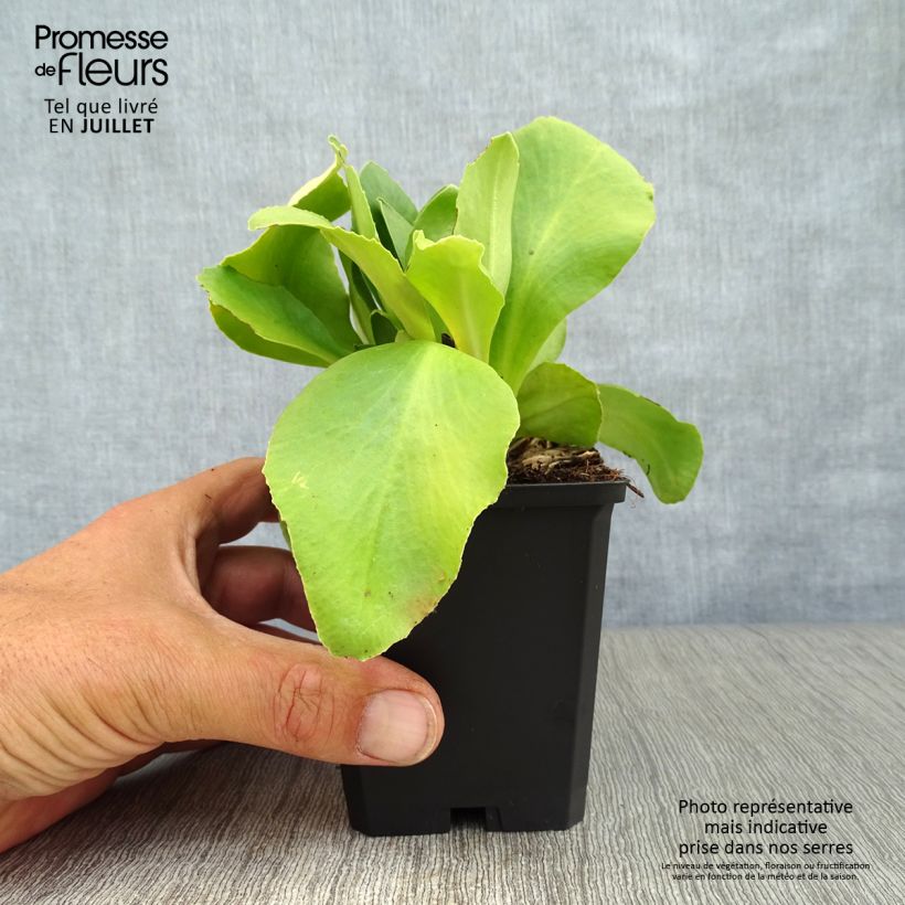 Esemplare di Primula pubescens Mix Vasetto da 8/9 cm consegnato in estate