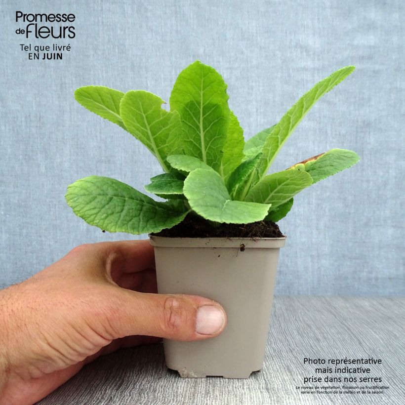 Esemplare di Primula vulgaris - Primula comune Vasetto da 8/9 cm consegnato in estate