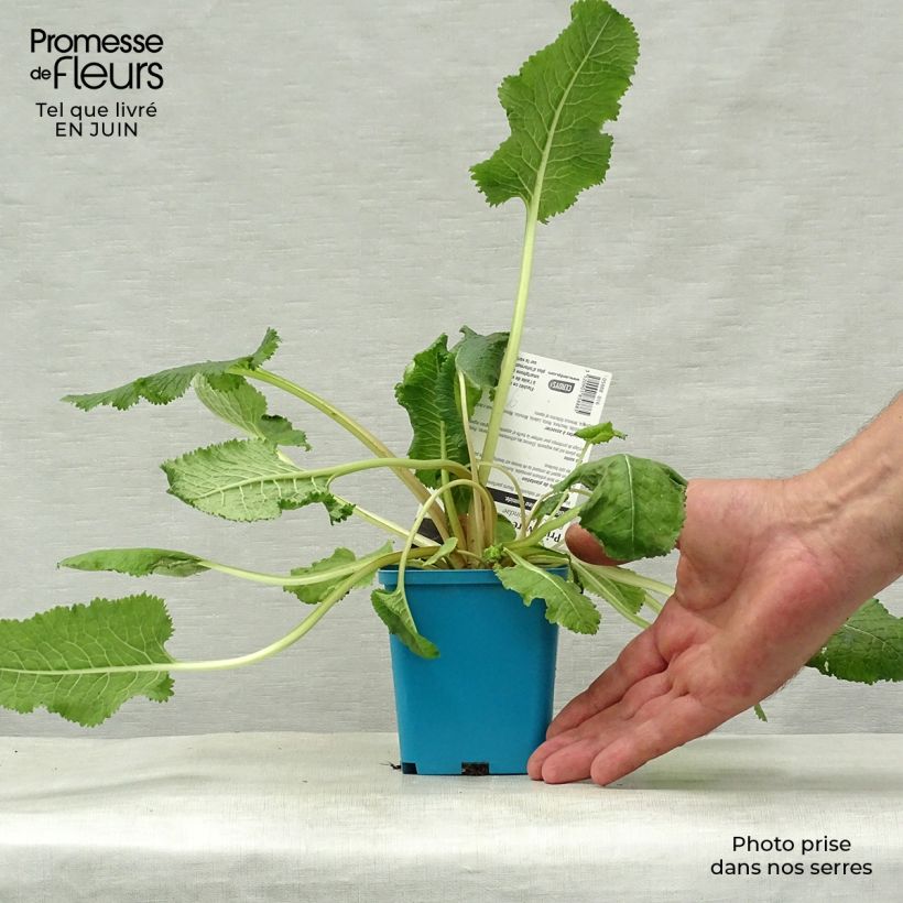 Esemplare di Primula florindae Vasetto da 8/9 cm consegnato in estate