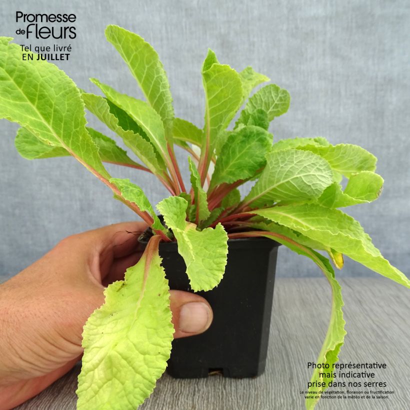 Esemplare di Primula juliae Wanda Vasetto da 8/9 cm consegnato in estate