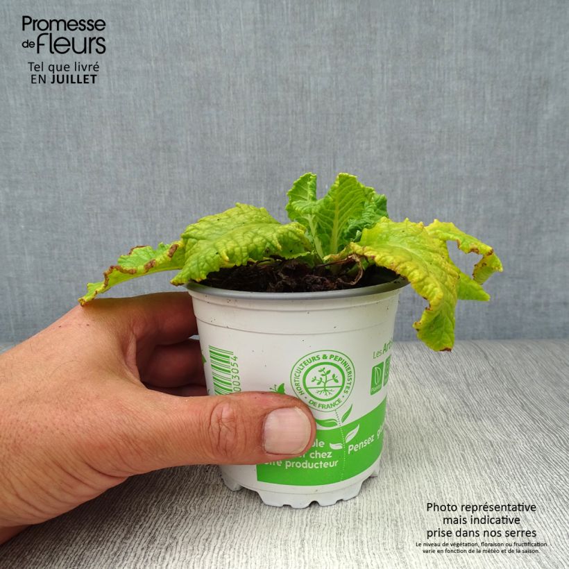 Esemplare di Primula veris - Primula odorosa Vasetto da 8/9 cm consegnato in estate