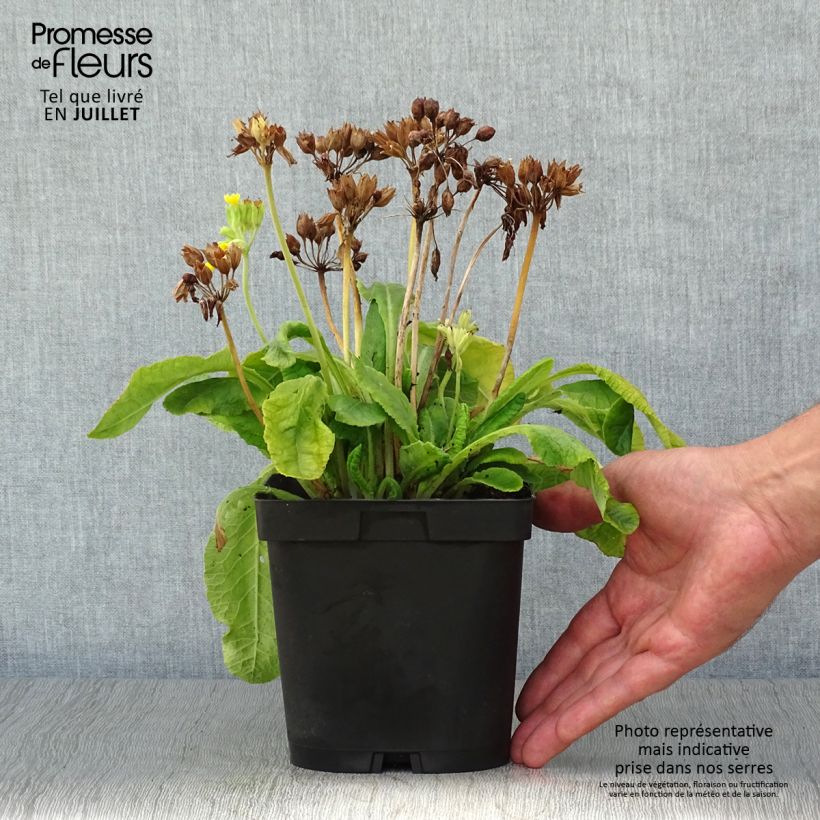 Esemplare di Primula veris - Primula odorosa Vaso da 2L/3L consegnato in estate