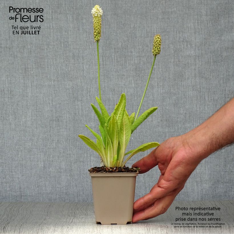Esemplare di Primula vialii Alison Holland Vasetto da 8/9 cm consegnato in estate