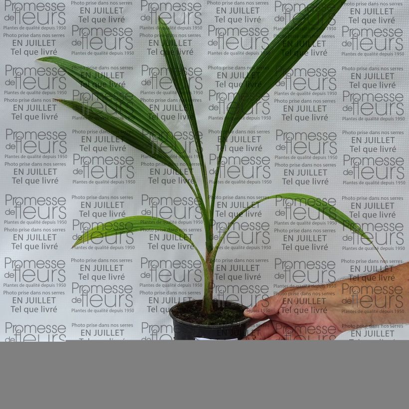 Esemplare di Pritchardia hillebrandii Blue Moon Vaso da Ø 12 cm / 13 cm consegnato in estate