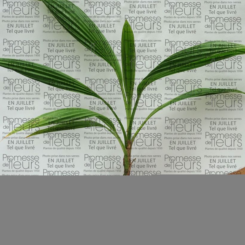 Esemplare di Pritchardia pacifia Vaso da Ø 12 cm / 13 cm consegnato in estate
