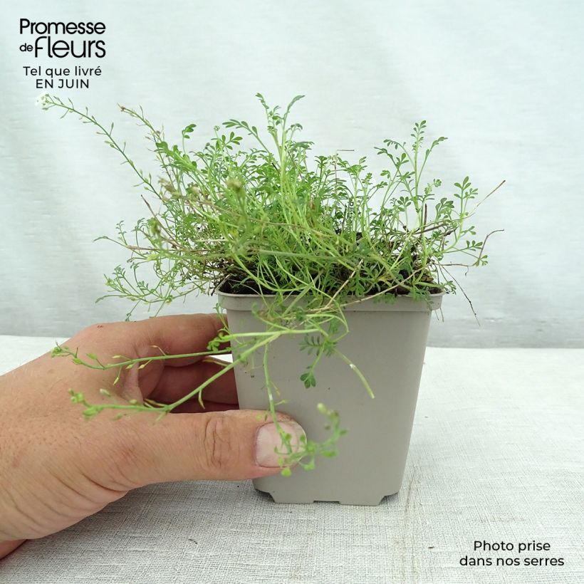 Esemplare di Hornungia alpina - Iberidella alpina Vasetto da 8/9 cm consegnato in estate